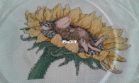 Mouse on Sunflower/Topino su Girasole