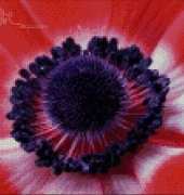 Golden Kite GK 605 - Anemone