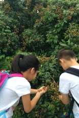 handpicked longans