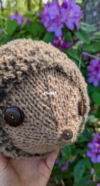 Hedgehog Companions by Caitlin Moran-Free