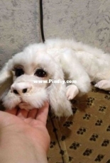 Neverending Story Falkor