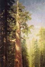 Scarlet Quince BIE003 The Great Trees, Mariposa Grove, California by Albert Bierstadt