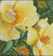 Thea Gouverneur TG 428 Rosa Hugonis XSD