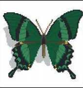 ChM 2001-06 Nadejda Jilcova Papilio palunurus