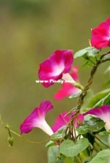 morning glory