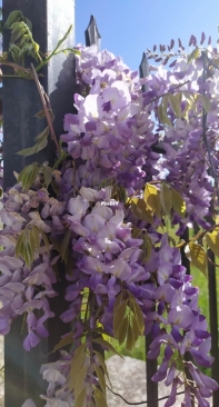 Wisteria chinensis