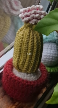 Mini cactus