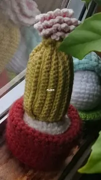 Mini cactus