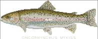 Rainbow Trout by Durene Jones from Cross Stitcher 419 PCS + XSD
