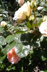 Delicate roses