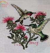 humming birds