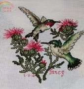 humming birds