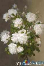 Golden Kite 2105 White Roses