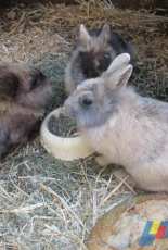 mes lapins