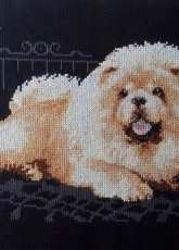 chow chow