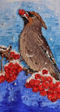 Common Waxwing