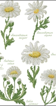 Permin 70-8435 Daisies Sampler XSD