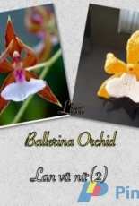 Lisahandmade - Lisa Lisa - Ballerina Orchid - Russian - Free