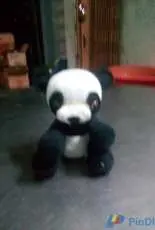 bear