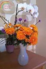 Gardening chrysanthemums