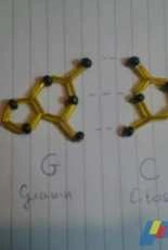 guanin cytosin