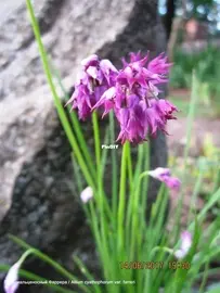 Allium in my garden