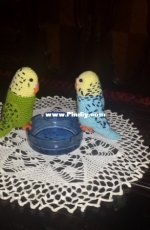 parakeets