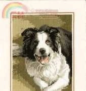 Heritage Stitchcraft JSBD418 Border Collie by John Stubbs XSD