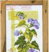 Riolis 719 Blue Bindweed