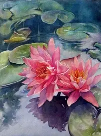 HAED - HAEYVH 20190022 - Lotus Reflections by Yvonne Hemingway