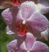 Golden Kite GK 575 - Pink Phals