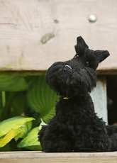 Jessica Pilhede - Scottish Terrier - Free