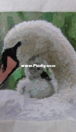 Mother swan with background.
