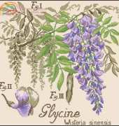 La Glycine Études de Botanigue from DFEA HS 28 XSD