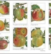 Thea Gouverneur TG 2082 Apples Sampler