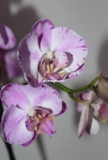 Orchids are my second hobby: Phal. no-named (big-lip)