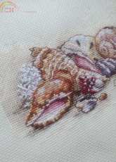 Dimencions "Seashell Treasures"