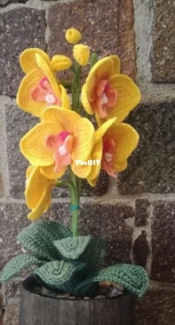 Mini Phal Orchid
