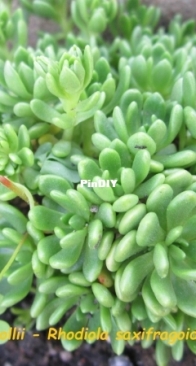 Sedum trollii  Rhodiola saxifragoides trollii