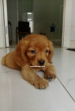 My puppy
