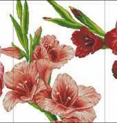 Dome 100824 - Gladiolus