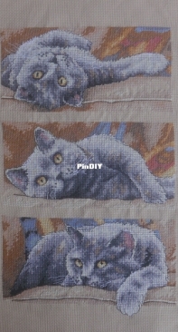 Max the Cat (Dimensions)