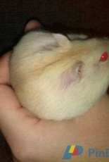 Cranberry