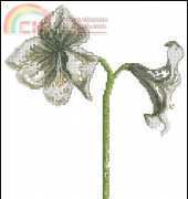 DMC XC 0995 Amaryllis