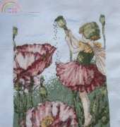 The shirley poppy fairy