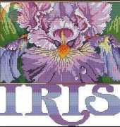 Magnificent_Iris