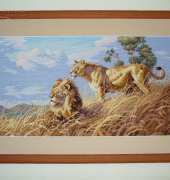 African lions - Dimensions