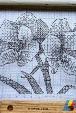 Amaryllis Blackwork - Ajisai Designs