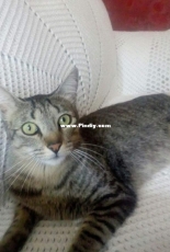 Percy
