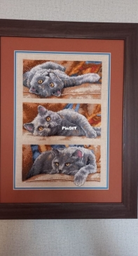 «Dimensions»  Max The Cat